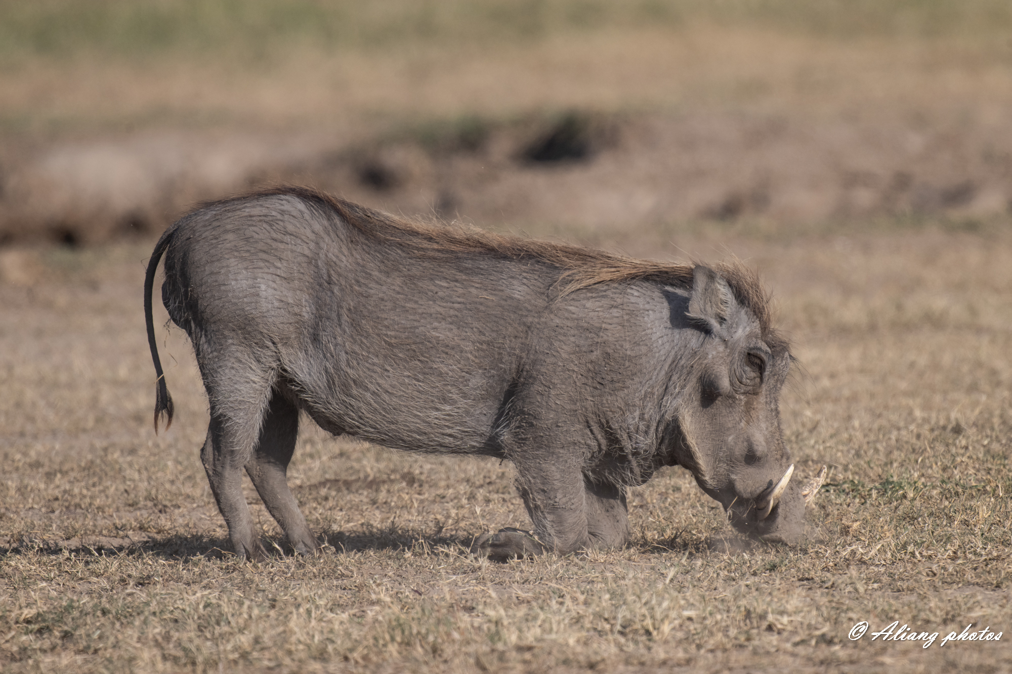 Journey to Kenya-13: Warthog, Hakuna Matata! (Summer, 2023) 肯尼亚